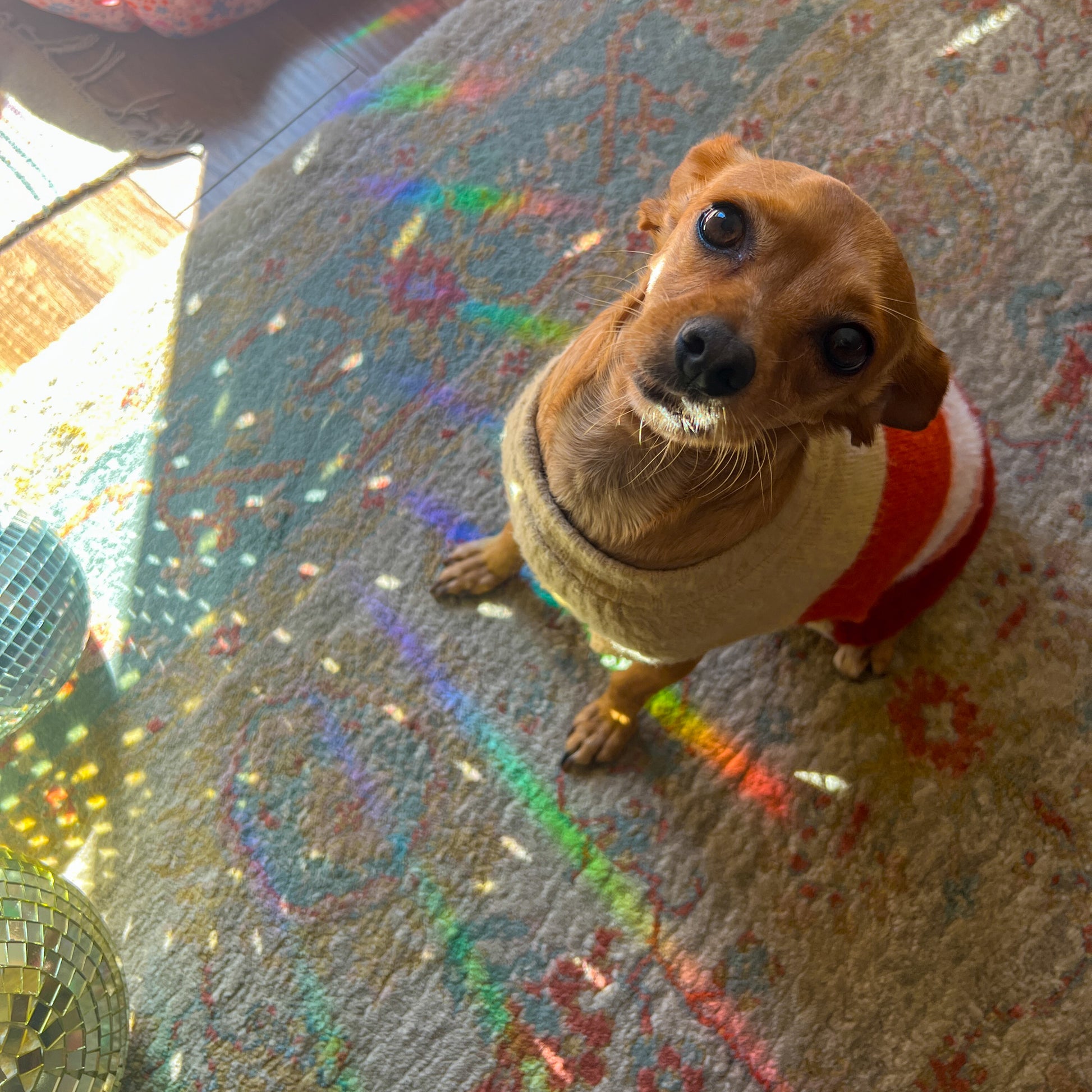 dog in striped sweater with rainbow sun rays on rug